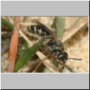 Lasioglossum sexstrigatum - Furchenbiene 07b 6mm.jpg